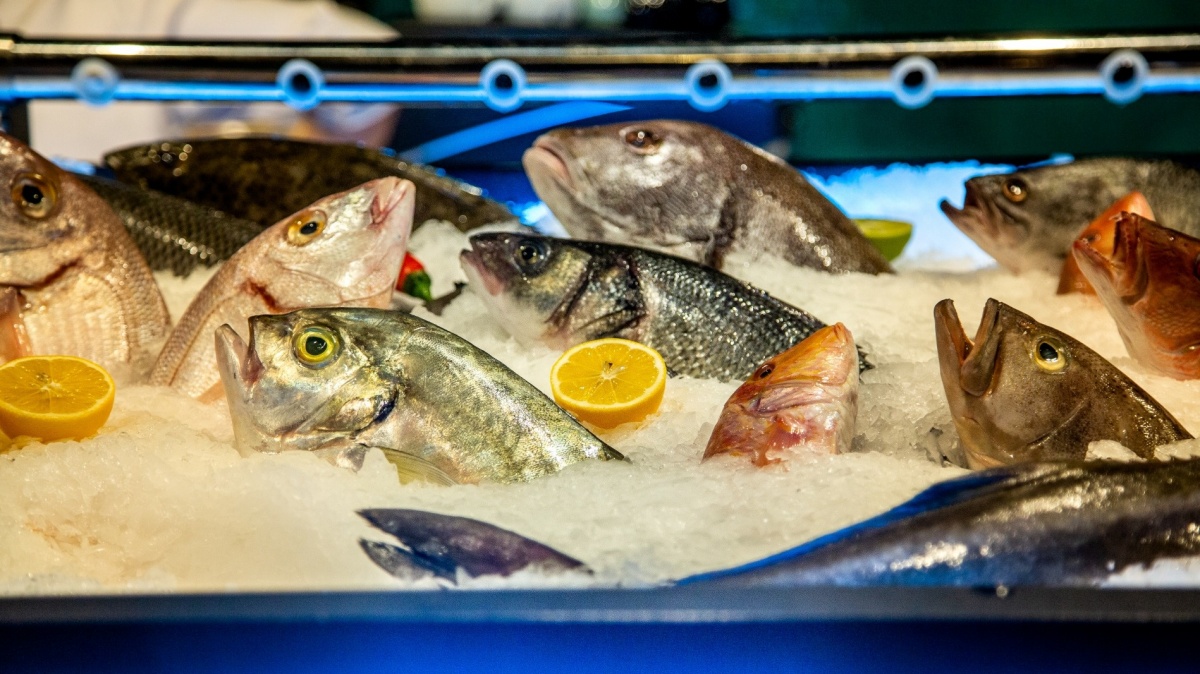 The Great Kraken The Great Kraken