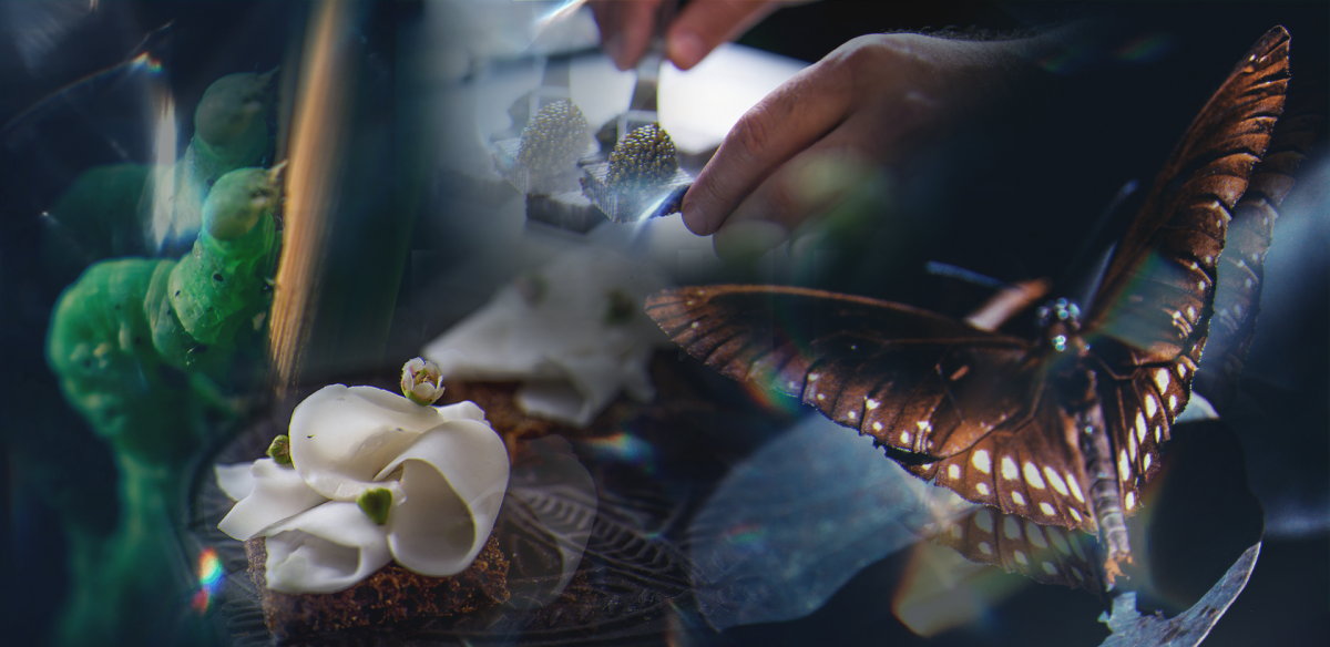 WHITE RABBIT WHITE RABBIT