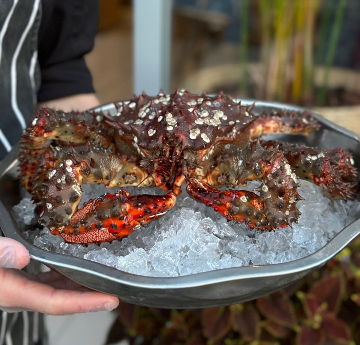 MEDUZA Seafood & Wine MEDUZA Seafood & Wine